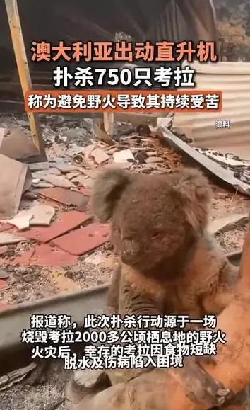 澳大利亚扑杀750只山火中幸存的考拉，救治成本高？为了省钱？