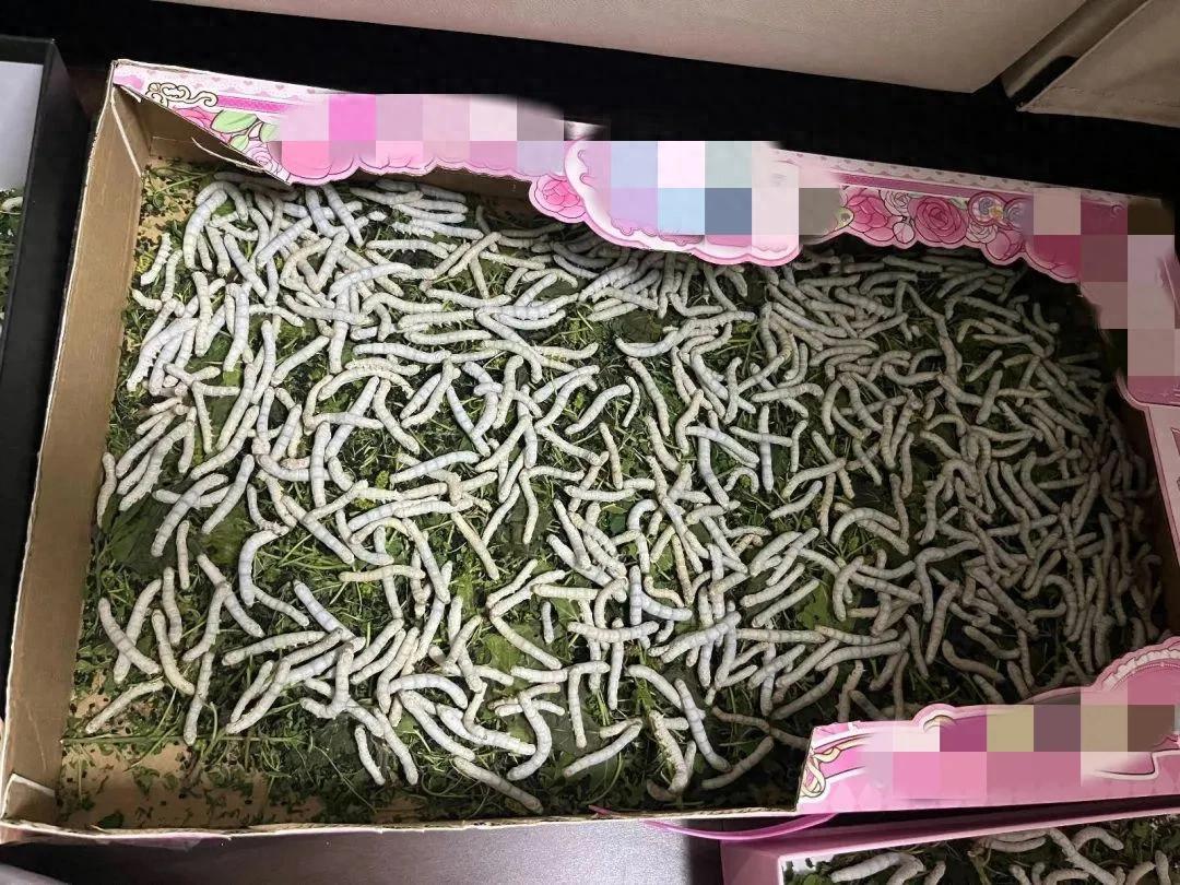 500只蚕“逼疯”家长！为娃口粮全家总动员